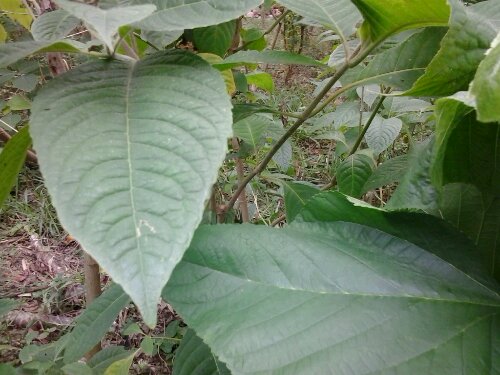 Mulberry and madre de agua for sale